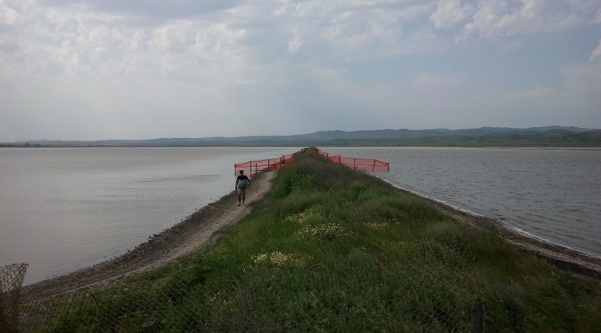 Периодът на гнездене в Атанасовско езеро е в разгара си